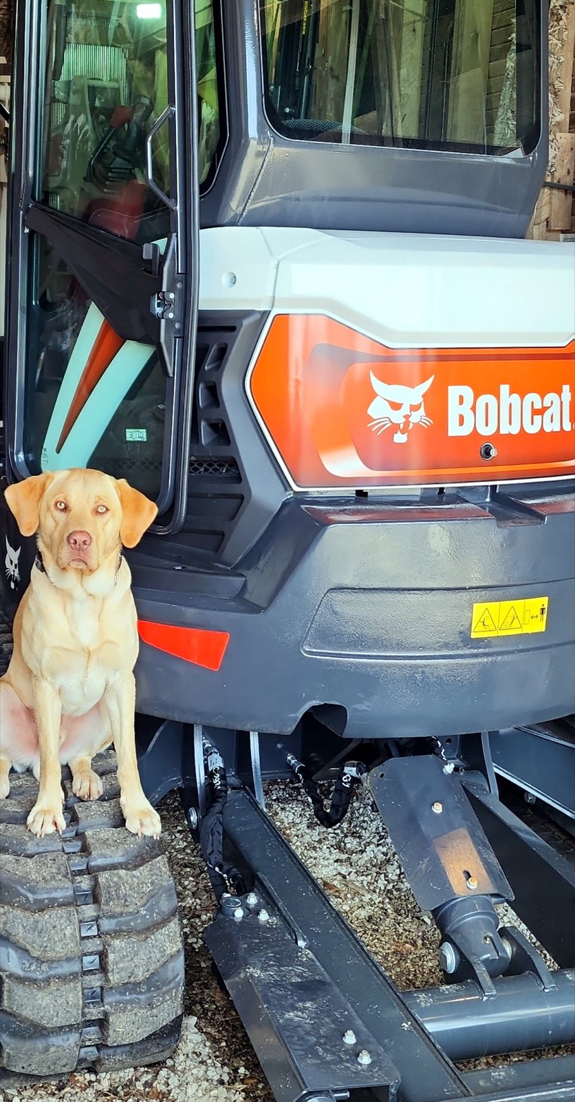 Lil Yellow Dog sitting on the track beside a compact excavator
