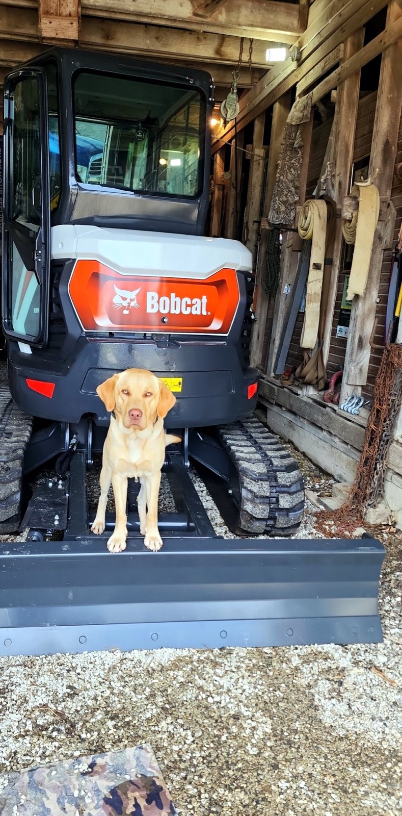 Archie the yellow lab perched on the front blade of a compact excavator