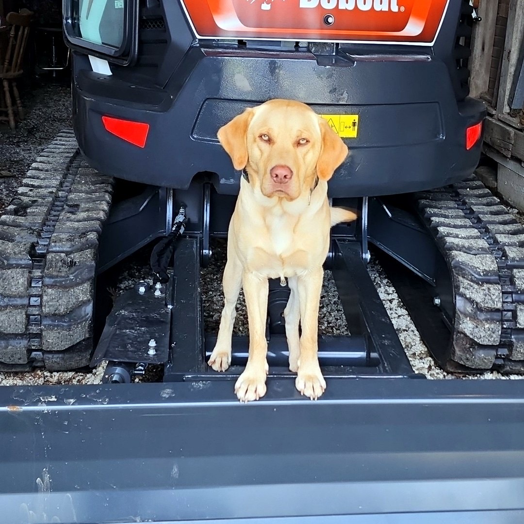 Lil Yellow Dog sitting on a compact excavator blade