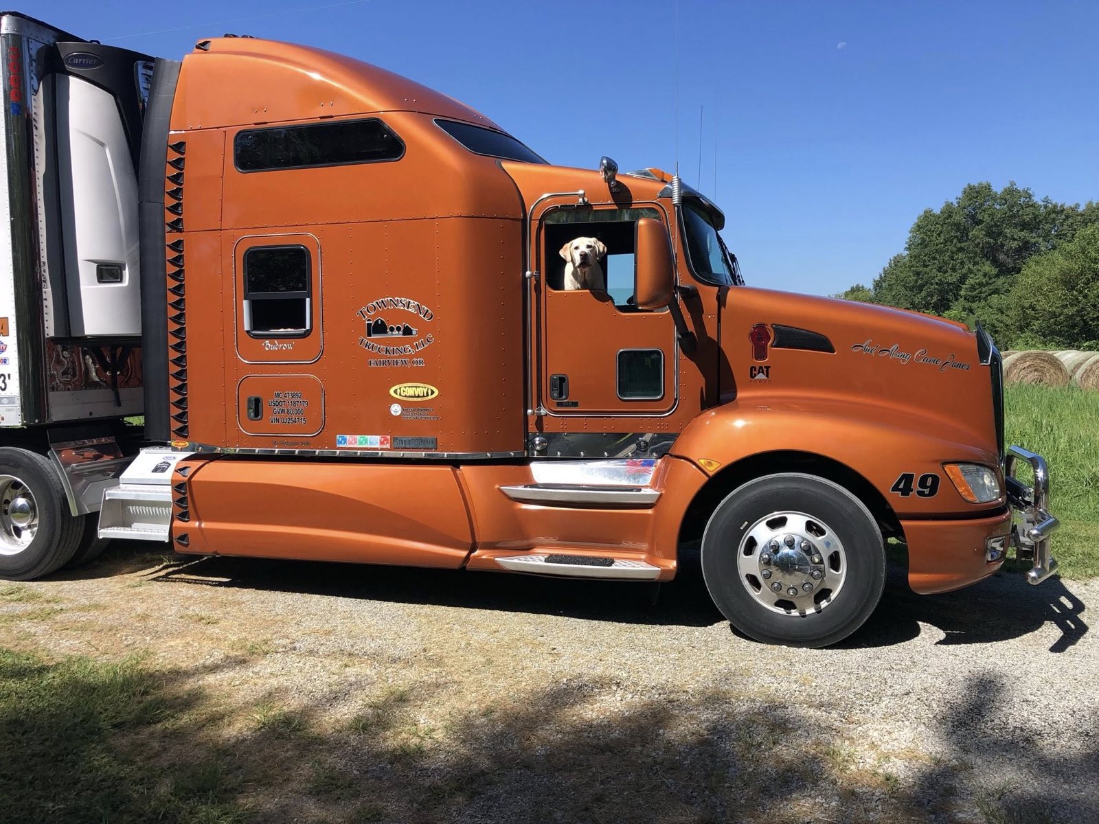 Archie looking out the cab window of the orange Big Yellow Dog semi on a sunny day